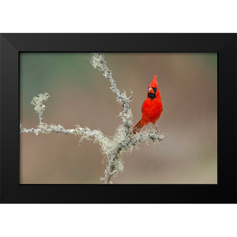 Male Northern Cardinal Rio Grande Valley-Texas Black Modern Wood Framed Art Print by Jones, Adam