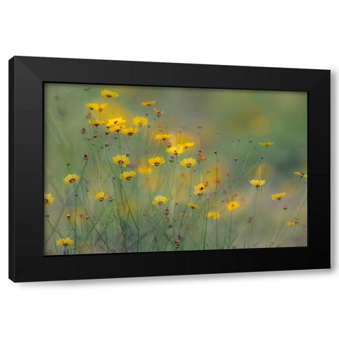 Soft focus view of coreopsis flowers-Rio Grande Valley-Texas Black Modern Wood Framed Art Print by Jones, Adam