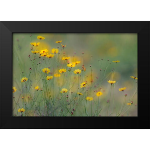 Soft focus view of coreopsis flowers-Rio Grande Valley-Texas Black Modern Wood Framed Art Print by Jones, Adam
