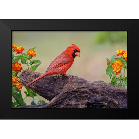 Male cardinal and flowers-Rio Grande Valley-Texas Black Modern Wood Framed Art Print by Jones, Adam