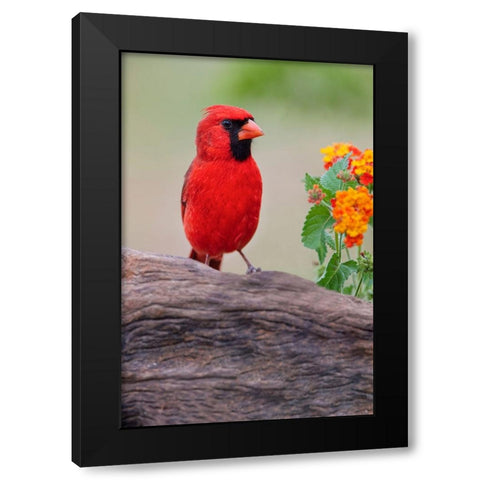 Male cardinal and flowers-Rio Grande Valley-Texas Black Modern Wood Framed Art Print with Double Matting by Jones, Adam