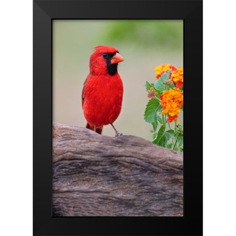 Male cardinal and flowers-Rio Grande Valley-Texas Black Modern Wood Framed Art Print by Jones, Adam