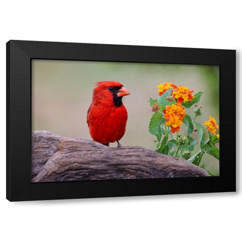 Male cardinal and flowers-Rio Grande Valley-Texas Black Modern Wood Framed Art Print with Double Matting by Jones, Adam