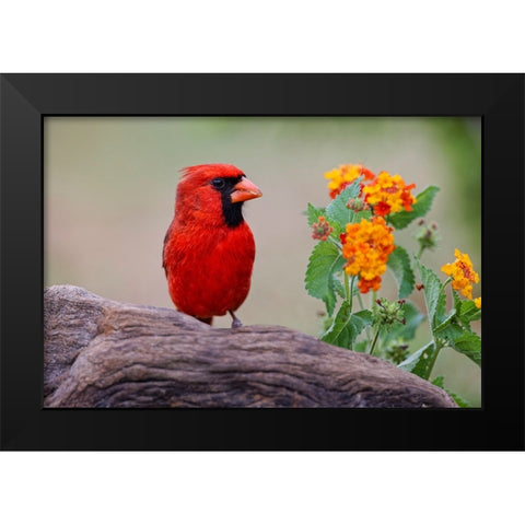 Male cardinal and flowers-Rio Grande Valley-Texas Black Modern Wood Framed Art Print by Jones, Adam