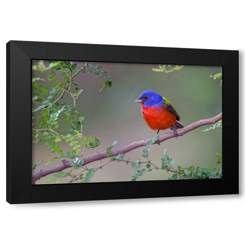 Painted bunting Rio Grande Valley-Texas Black Modern Wood Framed Art Print by Jones, Adam