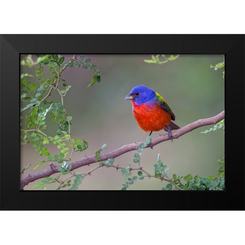 Painted bunting Rio Grande Valley-Texas Black Modern Wood Framed Art Print by Jones, Adam