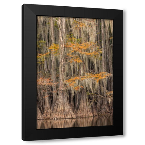 Bald Cypress tree draped in Spanish moss with fall colors Caddo Lake State Park-Uncertain-Texas Black Modern Wood Framed Art Print with Double Matting by Jones, Adam