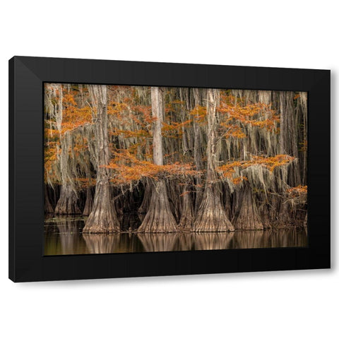 Bald Cypress tree draped in Spanish moss with fall colors Caddo Lake State Park-Uncertain-Texas Black Modern Wood Framed Art Print with Double Matting by Jones, Adam