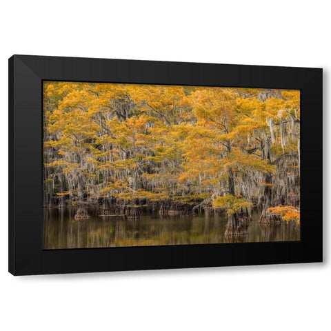 Bald Cypress tree draped in Spanish moss with fall colors Caddo Lake State Park-Uncertain-Texas Black Modern Wood Framed Art Print with Double Matting by Jones, Adam