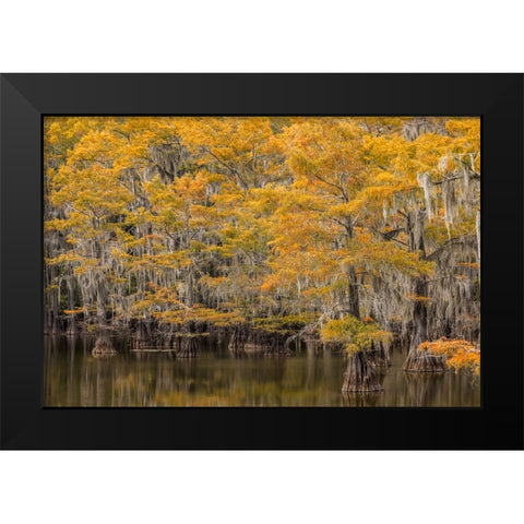 Bald Cypress tree draped in Spanish moss with fall colors Caddo Lake State Park-Uncertain-Texas Black Modern Wood Framed Art Print by Jones, Adam