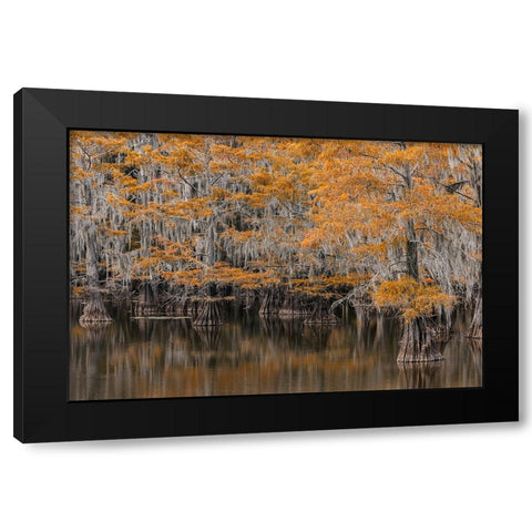 Bald Cypress tree draped in Spanish moss with fall colors Caddo Lake State Park-Uncertain-Texas Black Modern Wood Framed Art Print with Double Matting by Jones, Adam