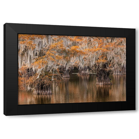 Bald Cypress tree draped in Spanish moss with fall colors Caddo Lake State Park-Uncertain-Texas Black Modern Wood Framed Art Print with Double Matting by Jones, Adam