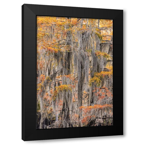 Bald Cypress tree draped in Spanish moss with fall colors Caddo Lake State Park-Uncertain-Texas Black Modern Wood Framed Art Print by Jones, Adam