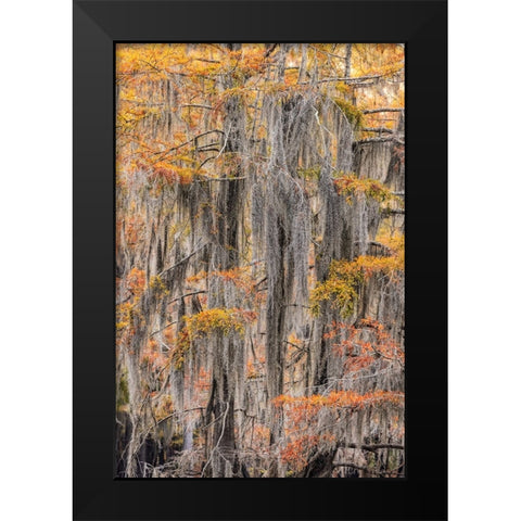 Bald Cypress tree draped in Spanish moss with fall colors Caddo Lake State Park-Uncertain-Texas Black Modern Wood Framed Art Print by Jones, Adam