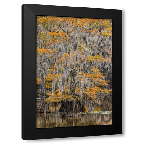 Bald Cypress tree draped in Spanish moss with fall colors Caddo Lake State Park-Uncertain-Texas Black Modern Wood Framed Art Print with Double Matting by Jones, Adam