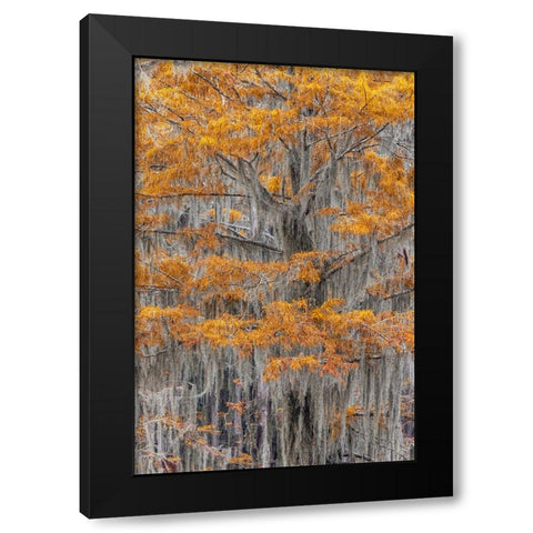 Bald Cypress tree draped in Spanish moss with fall colors Caddo Lake State Park-Uncertain-Texas Black Modern Wood Framed Art Print by Jones, Adam
