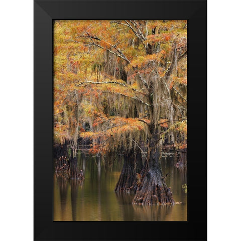 Bald Cypress tree draped in Spanish moss with fall colors Caddo Lake State Park-Uncertain-Texas Black Modern Wood Framed Art Print by Jones, Adam