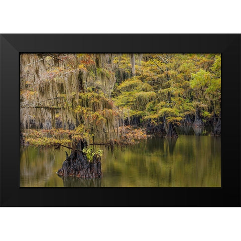 Bald Cypress tree draped in Spanish moss with fall colors Caddo Lake State Park-Uncertain-Texas Black Modern Wood Framed Art Print by Jones, Adam