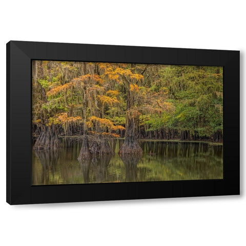 Bald Cypress tree draped in Spanish moss with fall colors Caddo Lake State Park-Uncertain-Texas Black Modern Wood Framed Art Print with Double Matting by Jones, Adam