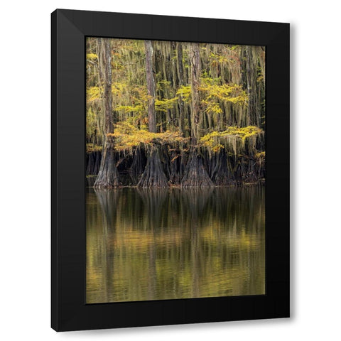 Bald Cypress tree draped in Spanish moss with fall colors Caddo Lake State Park-Uncertain-Texas Black Modern Wood Framed Art Print by Jones, Adam