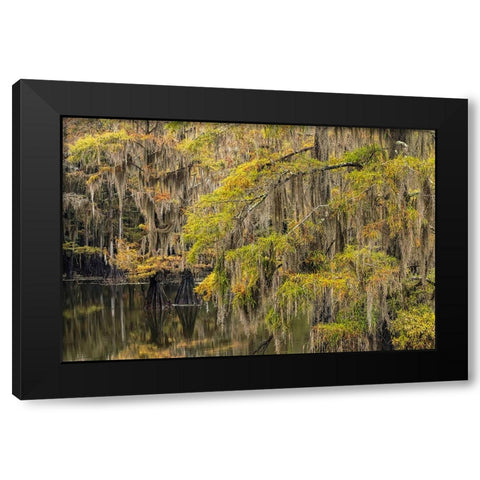 Bald Cypress tree draped in Spanish moss with fall colors Caddo Lake State Park-Uncertain-Texas Black Modern Wood Framed Art Print by Jones, Adam