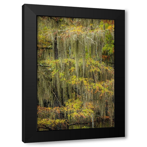 Bald Cypress tree draped in Spanish moss with fall colors Caddo Lake State Park-Uncertain-Texas Black Modern Wood Framed Art Print with Double Matting by Jones, Adam