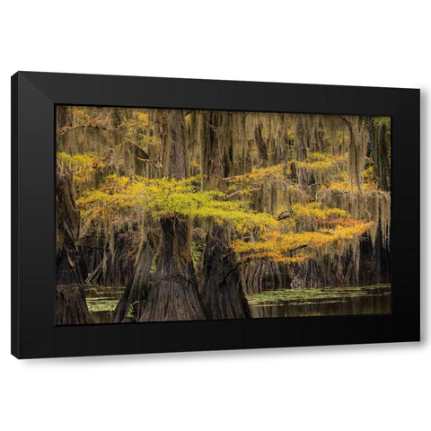Bald Cypress tree draped in Spanish moss with fall colors Caddo Lake State Park-Uncertain-Texas Black Modern Wood Framed Art Print by Jones, Adam