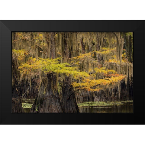 Bald Cypress tree draped in Spanish moss with fall colors Caddo Lake State Park-Uncertain-Texas Black Modern Wood Framed Art Print by Jones, Adam