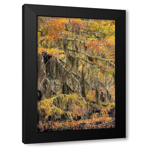 Bald Cypress tree draped in Spanish moss with fall colors Caddo Lake State Park-Uncertain-Texas Black Modern Wood Framed Art Print by Jones, Adam