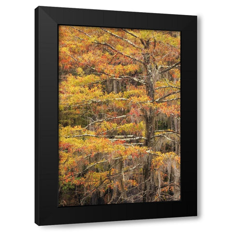 Bald Cypress tree draped in Spanish moss with fall colors Caddo Lake State Park-Uncertain-Texas Black Modern Wood Framed Art Print with Double Matting by Jones, Adam