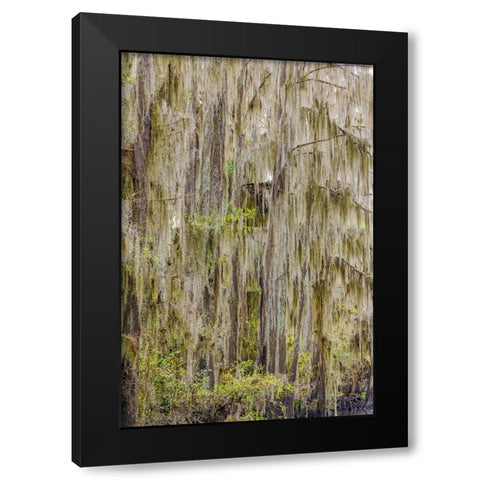 Bald cypress trees draped in Spanish moss in autumn lining Government Ditch Caddo Lake Black Modern Wood Framed Art Print by Jones, Adam