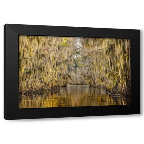 Bald cypress trees draped in Spanish moss in autumn lining Government Ditch Caddo Lake Black Modern Wood Framed Art Print by Jones, Adam