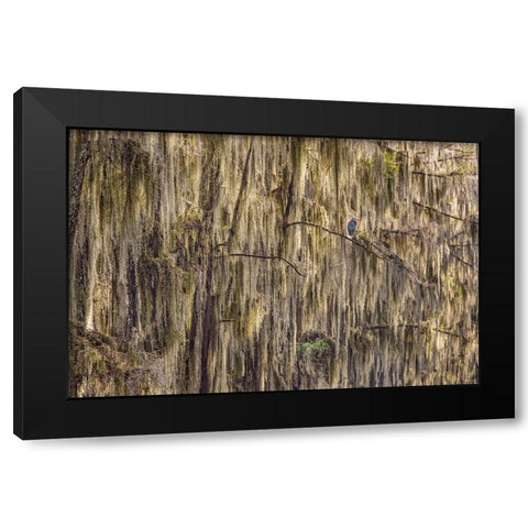 Bald cypress trees draped in Spanish moss and Great blue heron Caddo Lake-Uncertain-Texas Black Modern Wood Framed Art Print with Double Matting by Jones, Adam