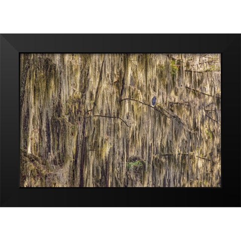 Bald cypress trees draped in Spanish moss and Great blue heron Caddo Lake-Uncertain-Texas Black Modern Wood Framed Art Print by Jones, Adam