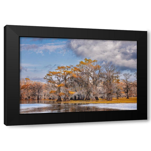 Bald cypress trees in autumn Caddo Lake-Uncertain-Texas Black Modern Wood Framed Art Print by Jones, Adam
