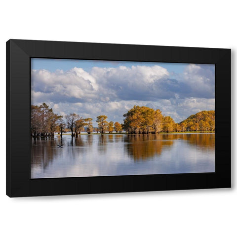 Bald cypress trees in autumn Caddo Lake-Uncertain-Texas Black Modern Wood Framed Art Print with Double Matting by Jones, Adam