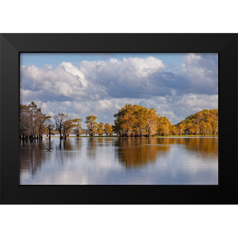 Bald cypress trees in autumn Caddo Lake-Uncertain-Texas Black Modern Wood Framed Art Print by Jones, Adam