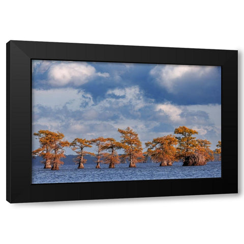 Bald cypress trees in autumn Caddo Lake-Uncertain-Texas Black Modern Wood Framed Art Print by Jones, Adam