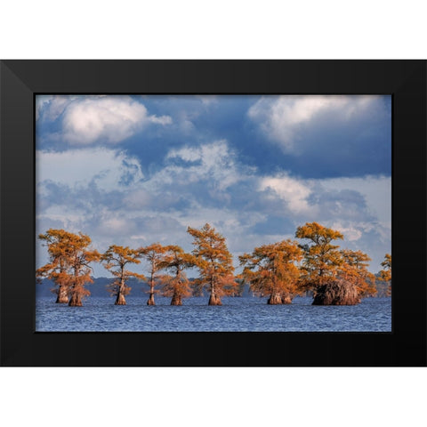 Bald cypress trees in autumn Caddo Lake-Uncertain-Texas Black Modern Wood Framed Art Print by Jones, Adam