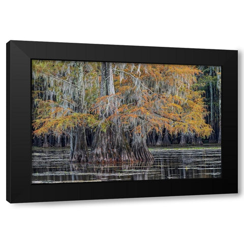 Bald cypress trees in autumn Caddo Lake-Uncertain-Texas Black Modern Wood Framed Art Print with Double Matting by Jones, Adam
