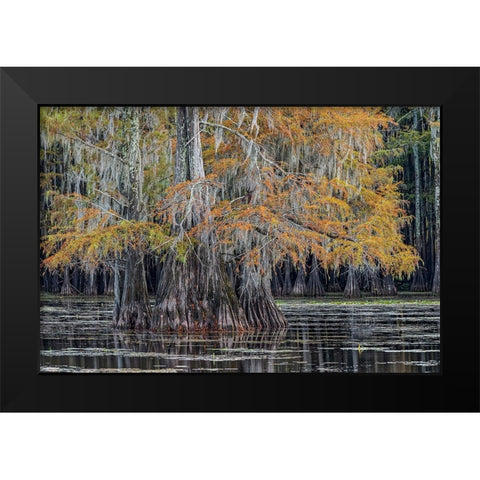 Bald cypress trees in autumn Caddo Lake-Uncertain-Texas Black Modern Wood Framed Art Print by Jones, Adam