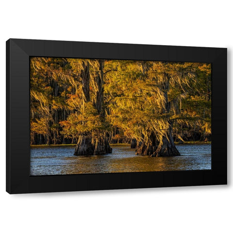 Bald cypress trees in autumn colors at sunset Caddo Lake-Uncertain-Texas Black Modern Wood Framed Art Print by Jones, Adam