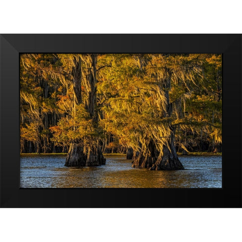 Bald cypress trees in autumn colors at sunset Caddo Lake-Uncertain-Texas Black Modern Wood Framed Art Print by Jones, Adam