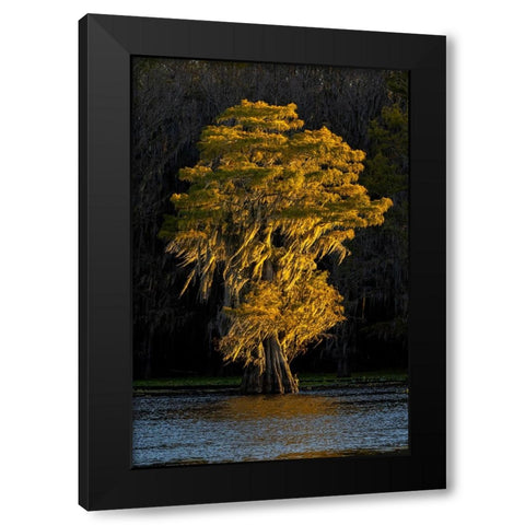 Bald cypress trees in autumn colors at sunset Caddo Lake-Uncertain-Texas Black Modern Wood Framed Art Print by Jones, Adam