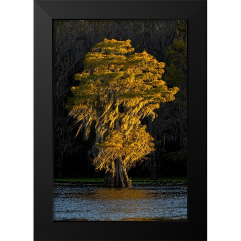 Bald cypress trees in autumn colors at sunset Caddo Lake-Uncertain-Texas Black Modern Wood Framed Art Print by Jones, Adam