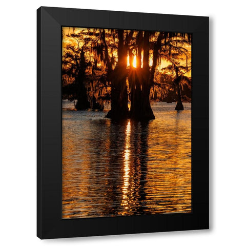 Bald cypress trees silhouetted at sunset Caddo Lake-Uncertain-Texas Black Modern Wood Framed Art Print by Jones, Adam