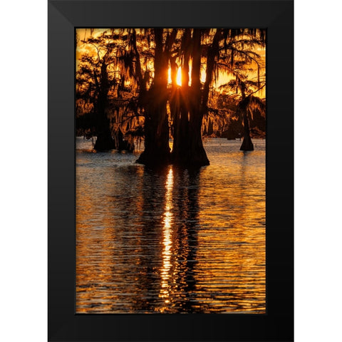 Bald cypress trees silhouetted at sunset Caddo Lake-Uncertain-Texas Black Modern Wood Framed Art Print by Jones, Adam