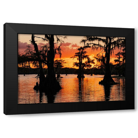 Bald cypress trees silhouetted at sunset Caddo Lake-Uncertain-Texas Black Modern Wood Framed Art Print by Jones, Adam