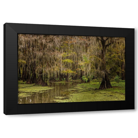 Cypress trees and Spanish moss lining shoreline of Caddo Lake-Uncertain-Texas Black Modern Wood Framed Art Print by Jones, Adam