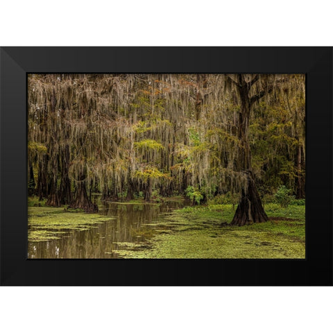 Cypress trees and Spanish moss lining shoreline of Caddo Lake-Uncertain-Texas Black Modern Wood Framed Art Print by Jones, Adam